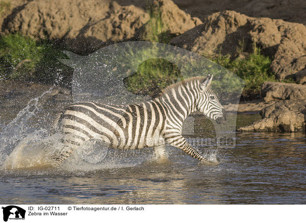 Zebra im Wasser / IG-02711