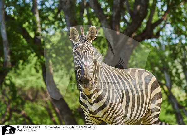 Zebra Portrait / DMS-09281
