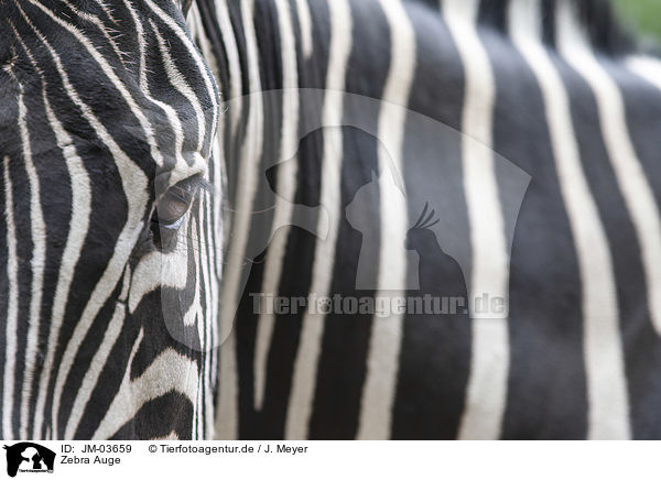 Zebra Auge / Zebra eye / JM-03659