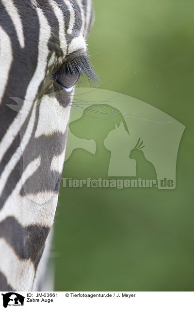 Zebra Auge / JM-03661