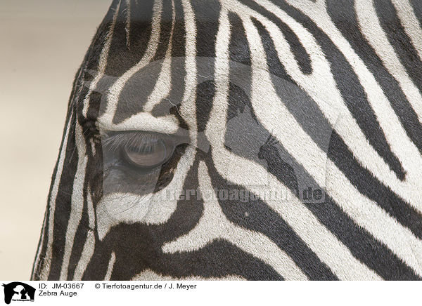 Zebra Auge / JM-03667