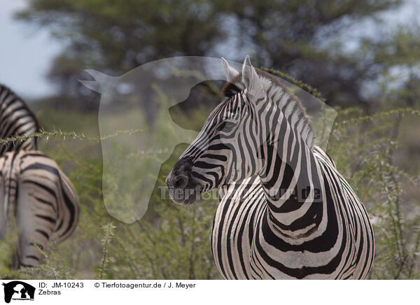 Zebras / Zebras / JM-10243