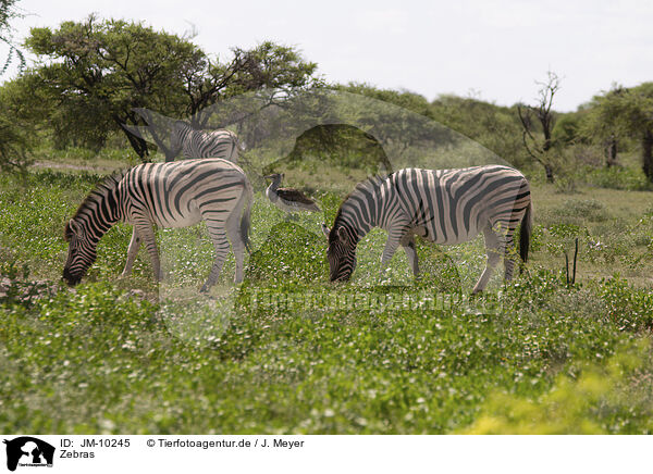 Zebras / Zebras / JM-10245