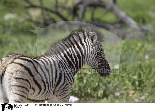Zebra / Zebra / JM-10247