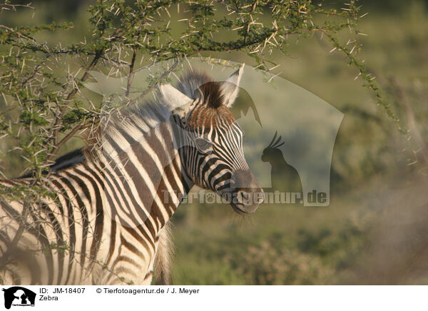 Zebra / Zebra / JM-18407