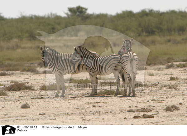 Zebras / Zebras / JM-18411
