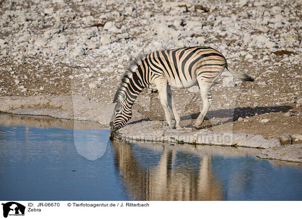 Zebra / Zebra / JR-06670