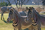 Zebras