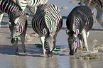 Zebraherde am Wasserloch