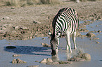 Zebras am Wasserloch