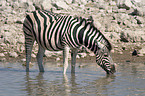 Zebras am Wasserloch