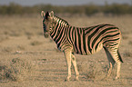 Zebra in der Steppe von Namibia