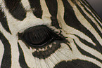 Zebra Auge