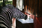 Zebra am Wasserhahn
