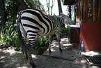 Zebra am Wasserhahn