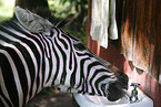 Zebra am Wasserhahn