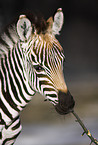 Zebrafohlen