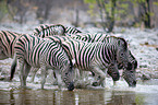 Zebras
