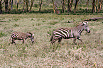 Zebras