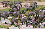 Zebras