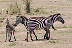 Zebras