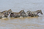 badende Zebras