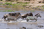 trabende Zebras