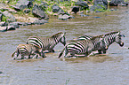 badende Zebras