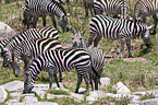 Zebras