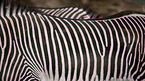 Zebras