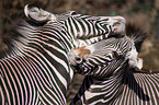 Zebras