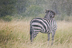 Zebra im Regen