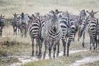 Zebras im Regen