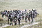 Zebras im Regen