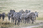 Zebras im Regen