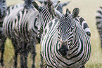 Zebras im Regen