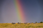 Zebras mit Regenbogen