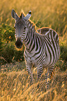stehendes Zebra