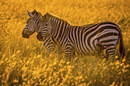 stehende Zebras