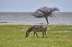 Zebra im Nationalpark