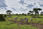 Zebras im Nationalpark