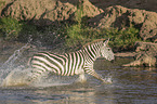 Zebra im Wasser