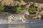 Zebra im Wasser