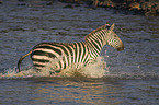 Zebra im Wasser