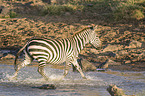 Zebra im Wasser