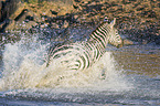 Zebra im Wasser