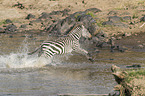 rennendes Zebra