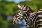 Zebra Portrait