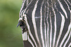 Zebra Auge