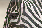 Zebra Auge